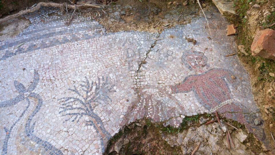 El mosaico romano hallado en un olivar de Córdoba.