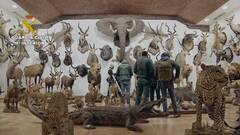 Incautan en Bétera 1.090 animales protegidos disecados, la mayor colección hallada en España