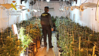 Intervienen una plantación de marihuana con más de 400 plantas en Benifaió