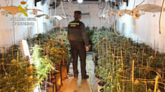 Intervienen una plantación de marihuana con más de 400 plantas en Benifaió