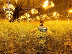 Una familia esclaviza a un hombre en Picassent para cultivar marihuana