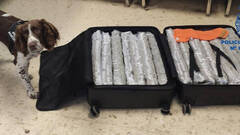 15 kilos de marihuana: el curioso equipaje de una inglesa en el aeropuerto de Manises