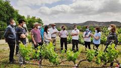 La Región de Murcia presenta nuevas variedades de uva resistentes al cambio climático