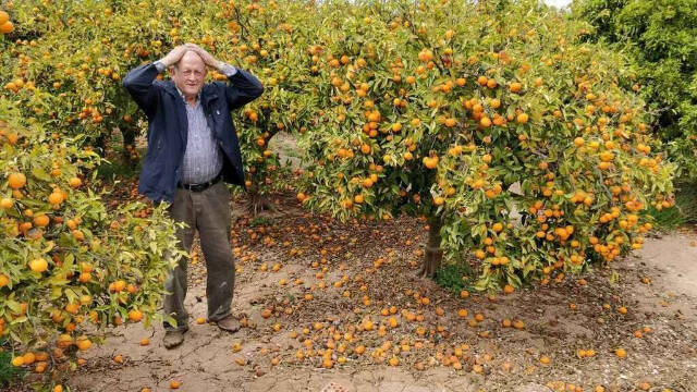 Sí habrá tratamiento en frío para las naranjas de Sudáfrica: alivio para el campo