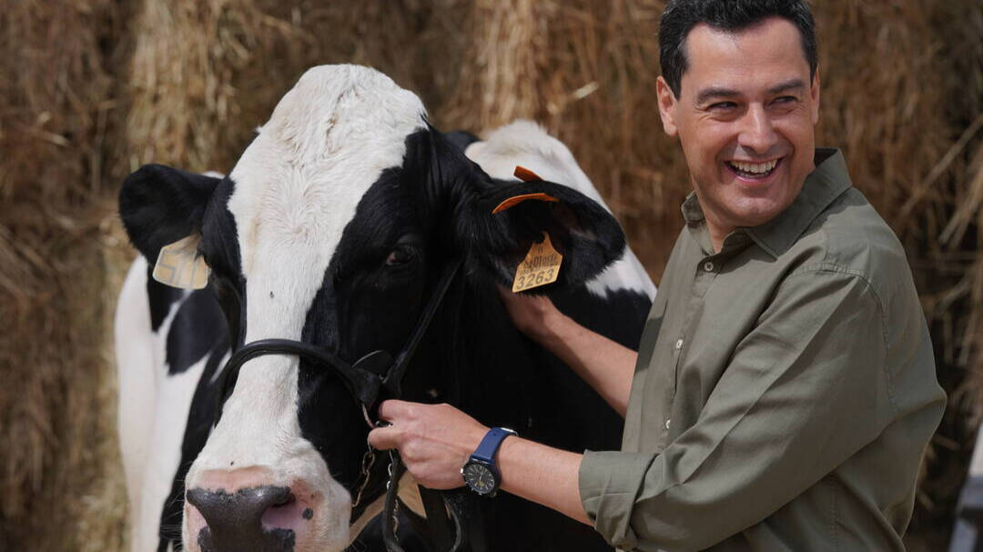 El candidato del PP-A, Juanma Moreno, visita la misma explotación ganadera que hace cuatro años y se encuentra con la vaca Fadie.