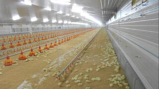 De la granja al super el pollo aumenta su precio un 164%
