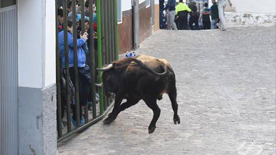 Imagen de los festejos taurinos de Puçol - ARCHIVO