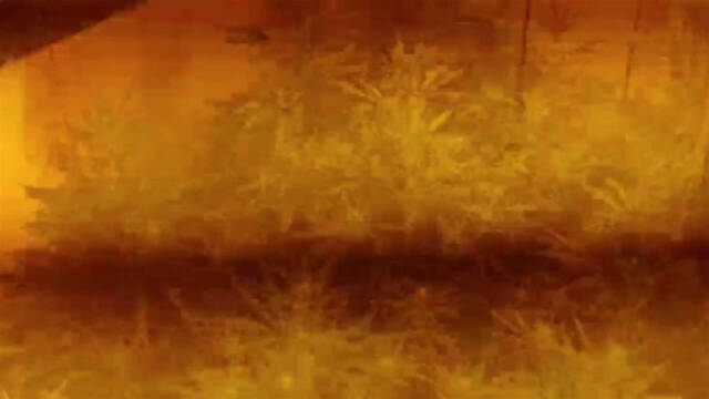 Imagen de la plantación de marihuana en la vivienda en llamas.