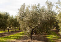 El campo se queda sin olivas: La Unió alerta de pérdidas de hasta un 85% de la cosecha