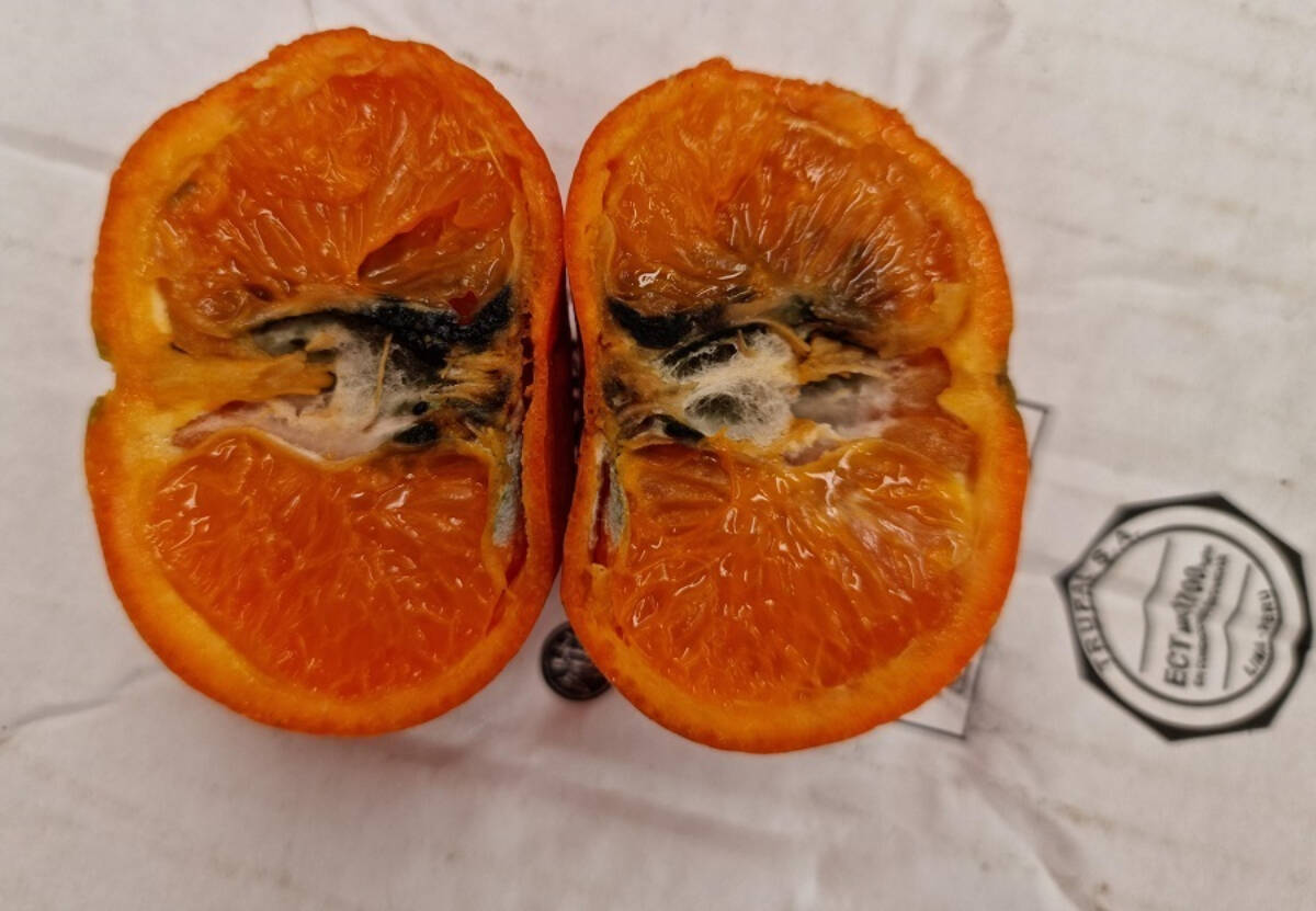 Falsa polilla en una mandarina.
