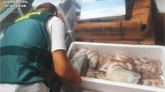 Intervenida 1 tonelada de pescado ilegal en restaurantes y pescaderías 