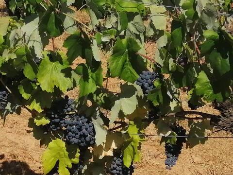 Se prevé una campaña de uva con un 30% menos de cosecha que en la anterior