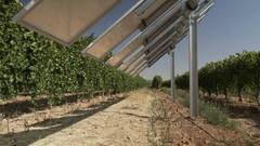 Iberdrola pone en marcha la primera planta agrovoltaica inteligente de España