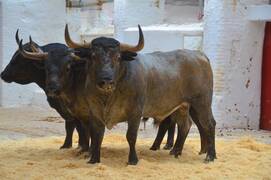 La Plaza de Toros cierra la temporada a lo grande con una corrida concurso de ganaderías