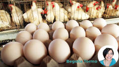 13 mitos y verdades sobre el huevo