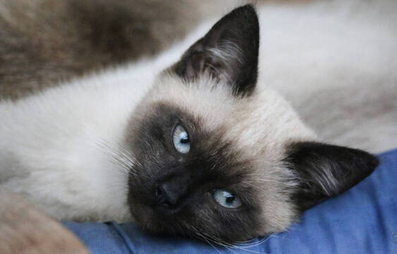 7 curiosidades sobre los gatos siameses que debes saber si tienes uno