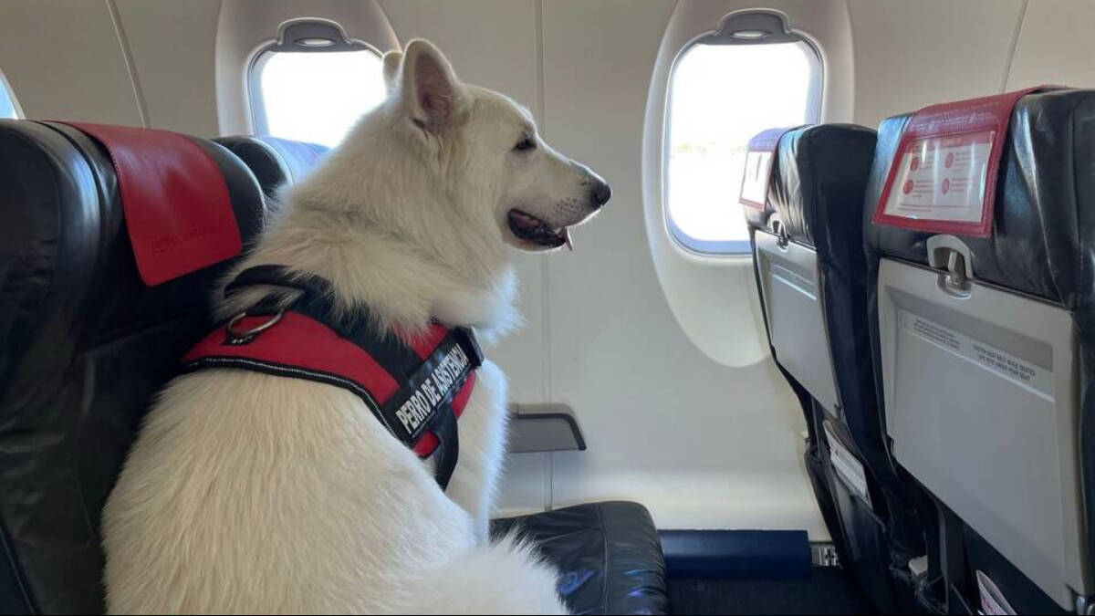 Odín, perro de asistencia, en su asiento del avión