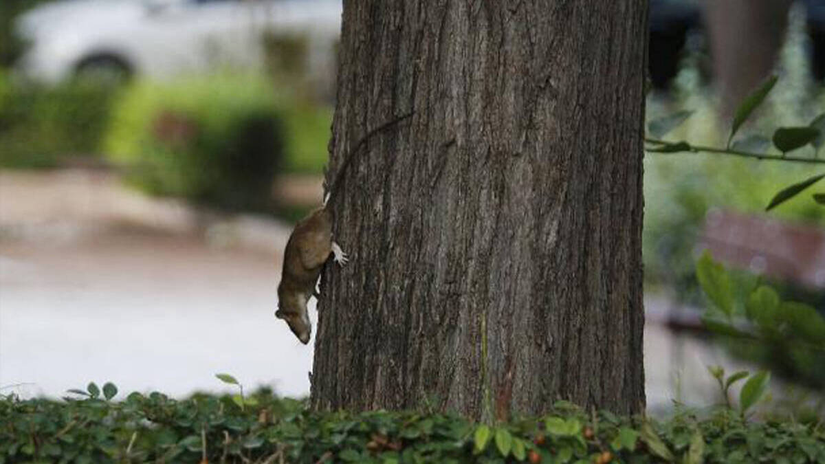 Un rata en un jardín de Valencia
