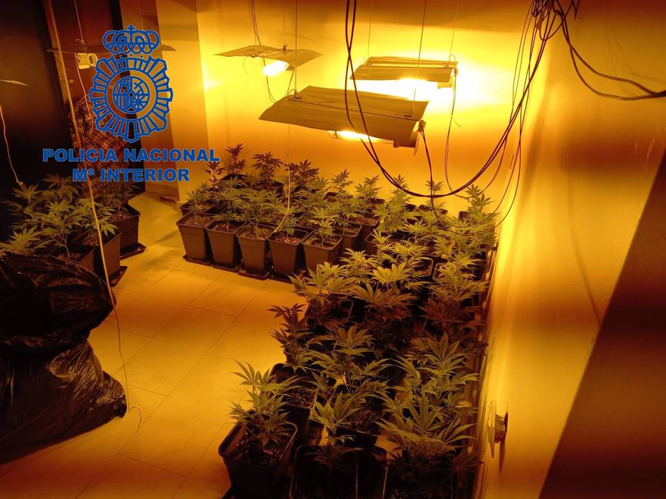 Plantación de Marihuana interior en un piso -POLICÍA NACIONAL