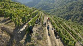Viñadores do Atlántico, un proyecto sostenible de zonas vitivinícolas gallegas