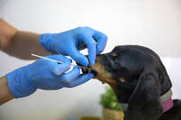 La provincia de Valencia ya tiene cerca de 25.000 perros registrados con el ADN