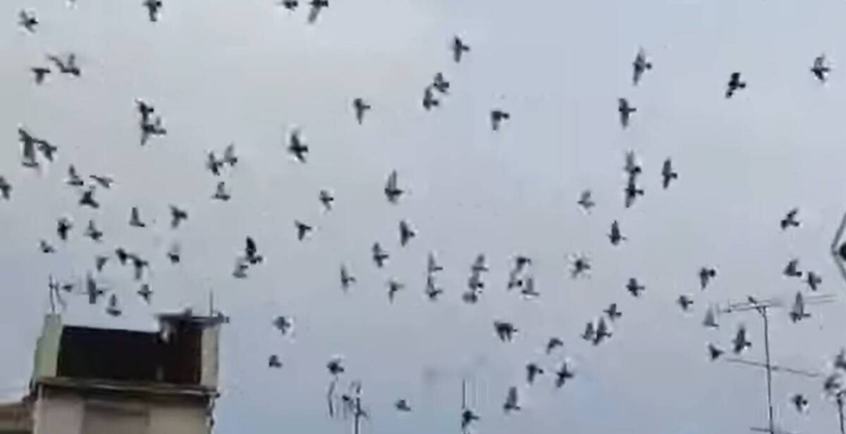 Plaga de palomas en Xàtiva.