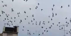 Plaga de palomas de Xàtiva y “parches inefectivos” del gobierno de Cerdà