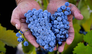 La monastrell, una uva que recupera su fama del siglo XVIII