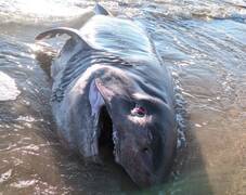 Un tiburón de 500 kilos aparece en una playa de Torrevieja 