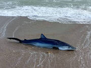 Aparece otro tiburón de 80 kilos varado en la Playa de El Saler