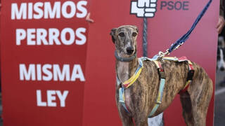 La ley animalista valenciana contradice a la estatal e incluye a los perros de caza
