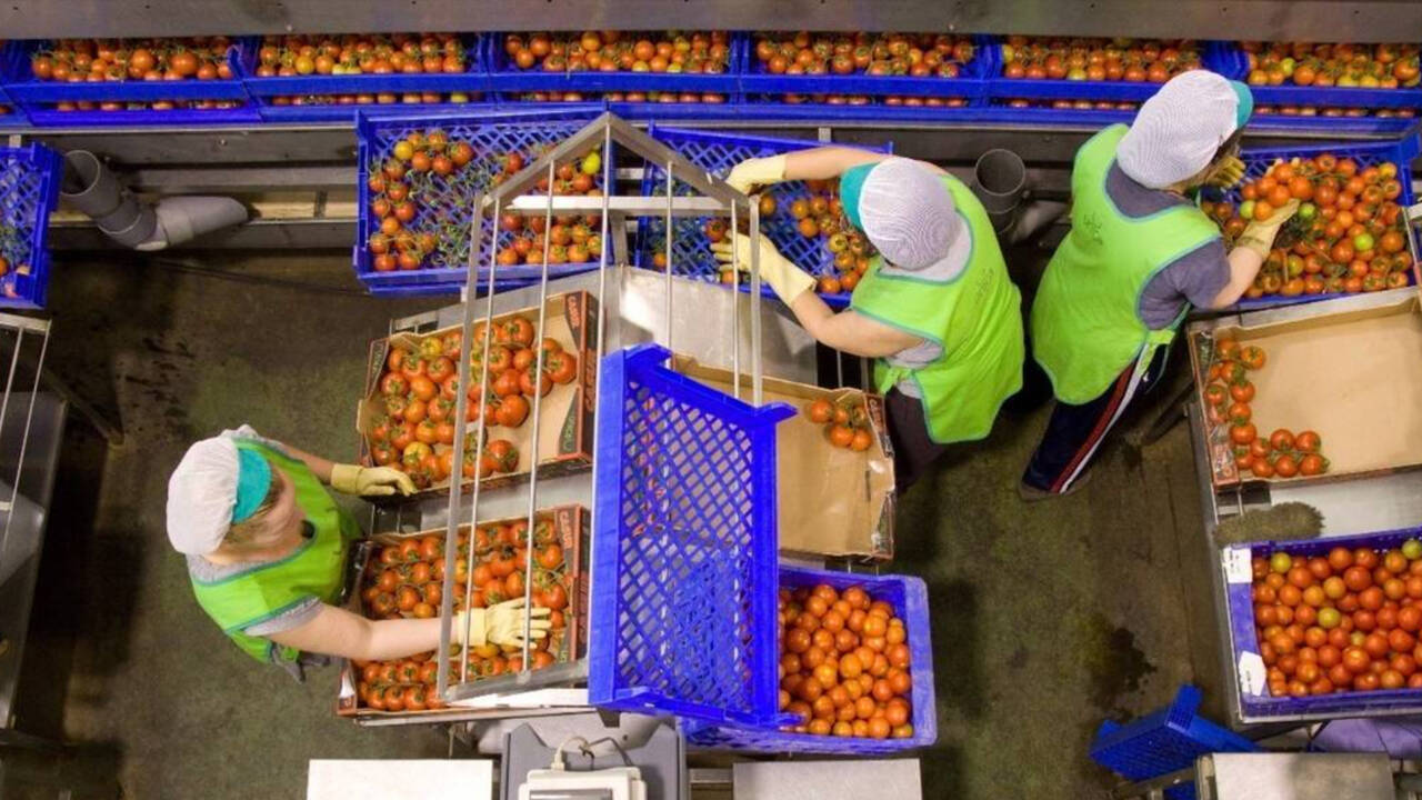 Trabajadoras envasando tomates en Almería.