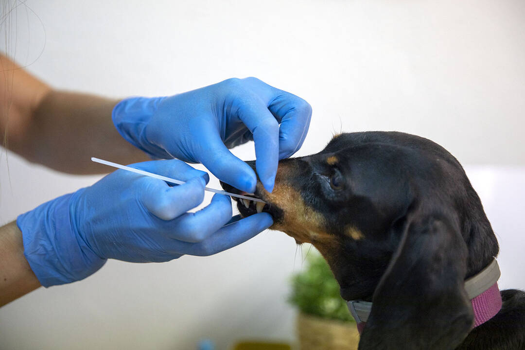 Perros realizándose una prueba de ADN
