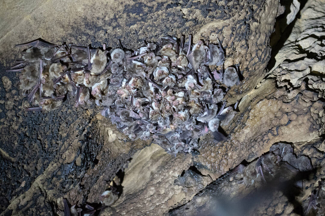 Grupo de murciélagos