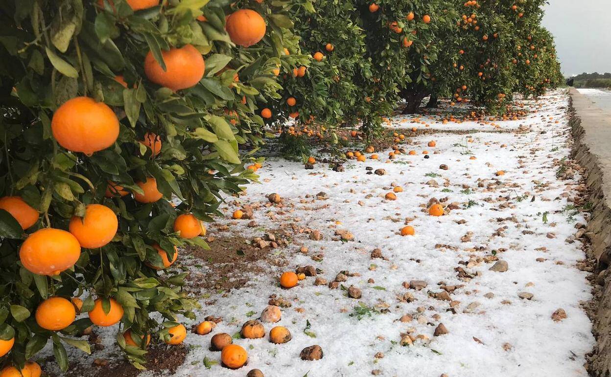 Campo de naranjas afectado por un temporal de granizo - ARCHIVO