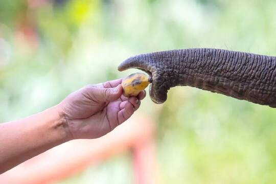 Una elefanta del zoo de Berlín aprendió sola a pelar plátanos
