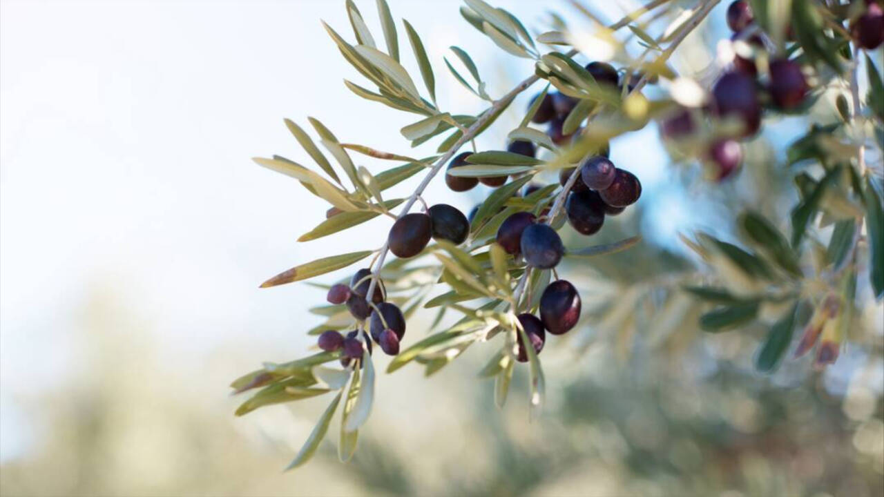 Imagen de un olivar en Andalucía, donde se produce aceituna de mesa.