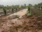 El exceso de lluvia castiga al campo con arrastre de tierras y huertos anegados