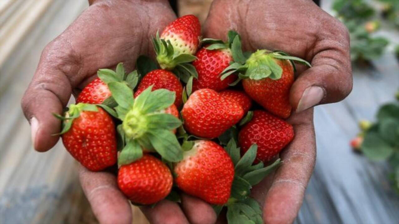 Imagen de un agricultor de Huelva con fresas en sus manos.