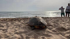 Una tortuga marina pone 62 huevos en la Playa Norte de Gandia