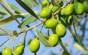 10 beneficios del aceite de oliva para nuestra salud