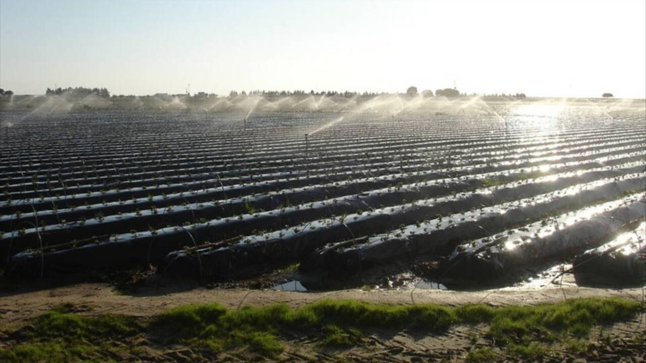 Campo de cultivo de regadío en Huelva.