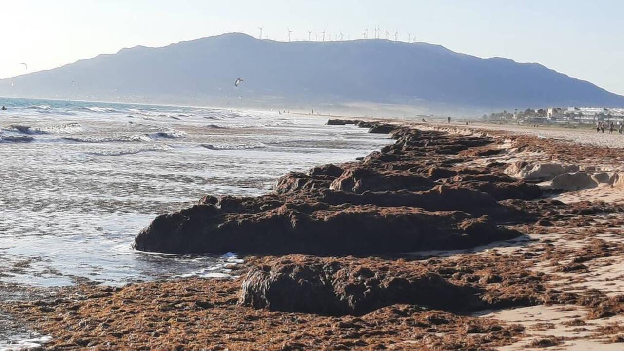 El alga asiática invade gran parte del litoral gaditano y se extiende hacia Málaga y el Algarve.