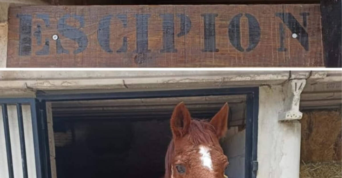Escipión, el caballo de Vicente Barrera