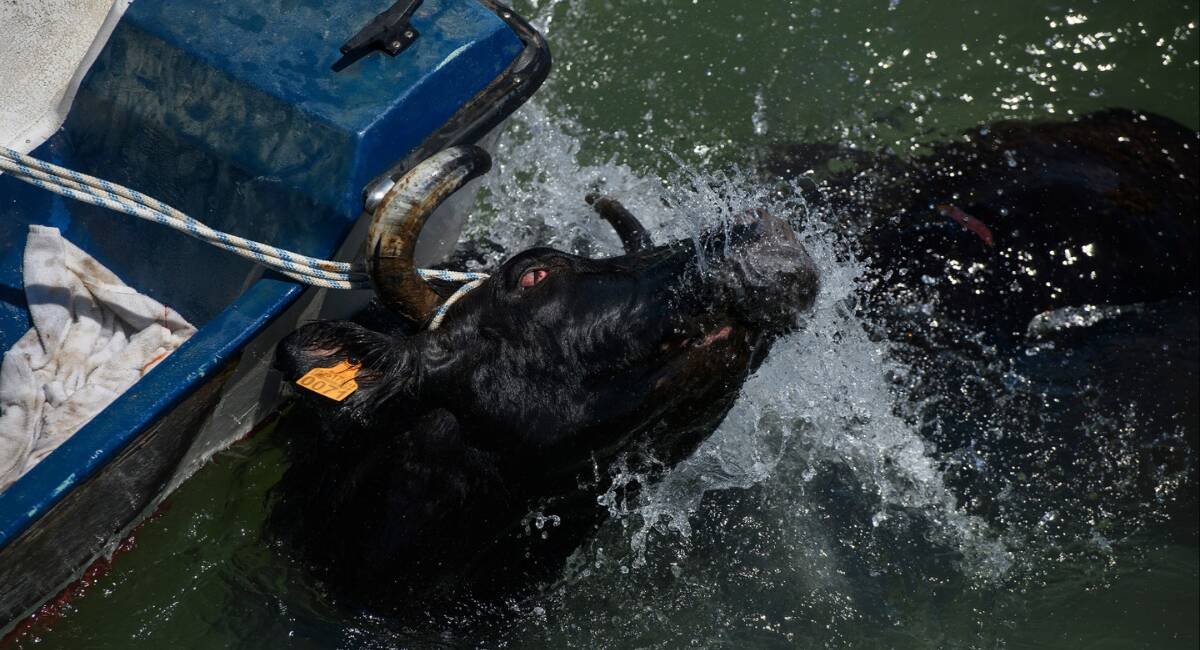 Imagen de una vaca siendo arrastrada por una barca en los 'Bous a la Mar' de Dénia - ANIMANATURALIS 