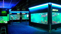 Aquarium, reapertura como sala externa del Museo del Mar de Santa Pola