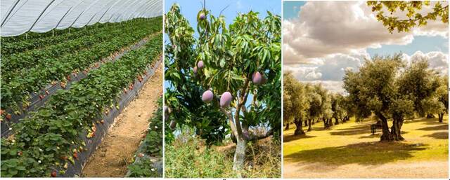 ¿Cuáles son los principales cultivos de Andalucía?