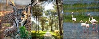 Descubre las sorprendentes curiosidades del Parque de Doñana