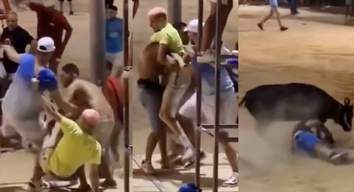 Momentos del vídeo donde se aprecia la pelea y el posterior revolcón de la vaca a una persona que iba a separar. 