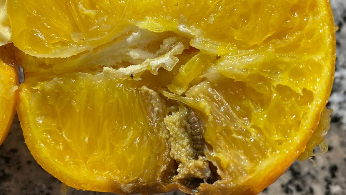 Falsa polilla detectada en naranja